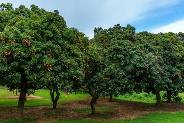 The lychee trees in Foling Lake Ecological Tourism Area, Liaobu Town, Dongguan are laden with ripe Guiwei lychees.