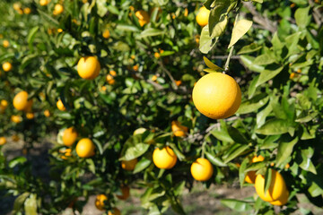 garden with orange trees, organic mediyterranean farm concept, sunny natural background