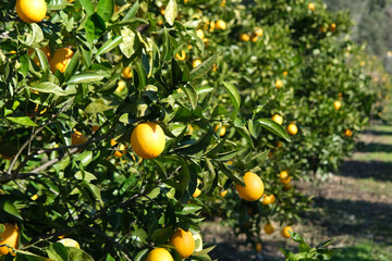 garden with orange trees, organic mediyterranean farm concept, sunny natural background