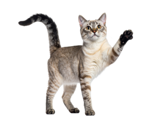 Standing Happy Australian Mist Cat Looking Forward, isolated on transparent background PNG