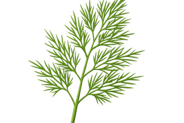 Vibrant green dill sprig isolated on a transparent background, ready for culinary or design projects
