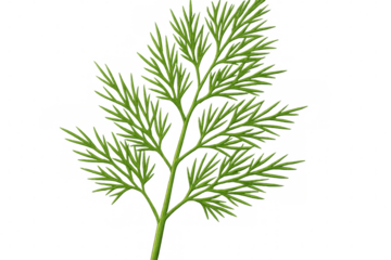 Vibrant green dill sprig isolated on a transparent background, ready for culinary or design projects