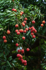 The lychee trees in Foling Lake Ecological Tourism Area, Liaobu Town, Dongguan are laden with ripe Guiwei lychees.