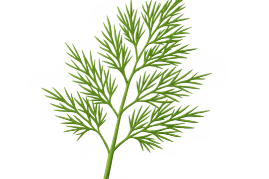 Vibrant green dill sprig isolated on a transparent background, ready for culinary or design projects