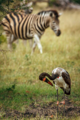 Saddle billed stork with zebra in background in Greater Kruger National park, South Africa ; Specie Ephippiorhynchus senegalensis family of Ciconiidae