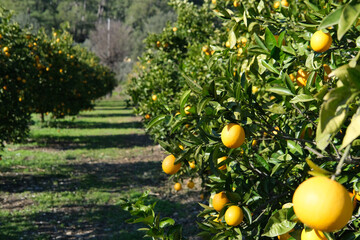 garden with orange trees, organic mediyterranean farm concept, sunny natural background