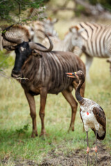 Saddle billed stork with wildebeest in background in Greater Kruger National park, South Africa ;...