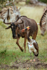 Saddle billed stork with wildebeest in background in Greater Kruger National park, South Africa ; Specie Ephippiorhynchus senegalensis family of Ciconiidae