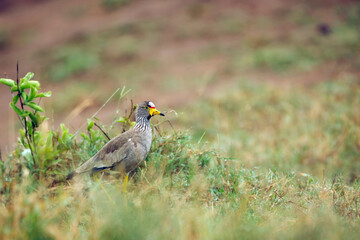African wattled Lapwing walking in green savannah in Greater Kruger National park, South Africa ;...