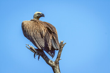 White backed Vulture standing on a branch isolated in blue background in Greater Kruger National park, South Africa ; Specie Gyps africanus family of Accipitridae