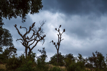 White backed Vulture group standing on dead tree isolated in cloudy sky in Greater Kruger National...