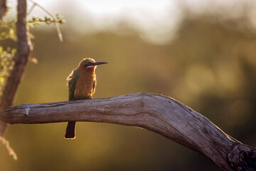 White fronted Bee eater standing on a log backlit front view in Greater Kruger National park, South...