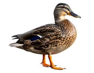 This stunning mallard duck stands proudly, displaying its rich brown and patterned feathers with elegance.