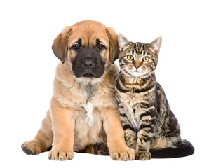 Naklejka premium A charming puppy and a sleek tabby cat sit closely, highlighting their peaceful coexistence.