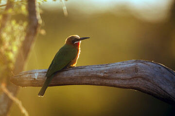 White fronted Bee eater standing on a log backlit in Greater Kruger National park, South Africa ;...