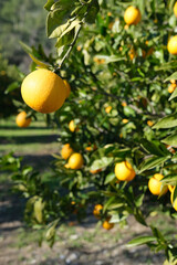orange organic orchird long trees rows with ripe citrus fruits