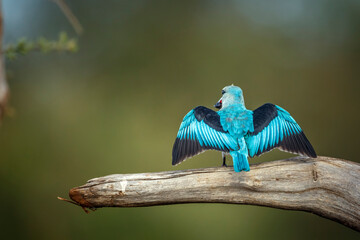 Woodland kingfisher spread wings rear view in Greater Kruger National park, South Africa ; specie Halcyon senegalensis family of Alcedinidae