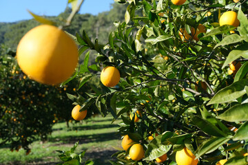 orange organic orchird long trees rows with ripe citrus fruits