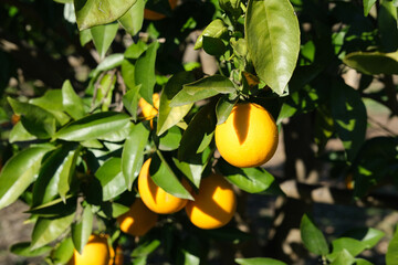 garden with orange trees, organic mediyterranean farm concept, sunny natural background