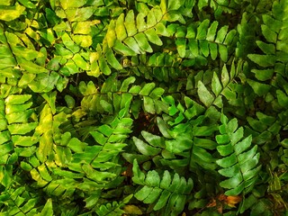 Pattern Background Daun Pakis Hijau Liar © edi