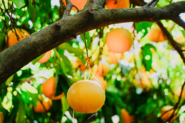 grapefruit branches, bright green leaves, a lot of ripe fruits on the tree, sunny citrus garden
