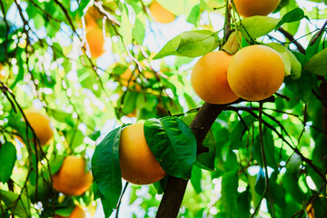grapefruit branches, bright green leaves, a lot of ripe fruits on the tree, sunny citrus garden