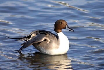 Northern Pintail Duck on Winter Lake in Korea