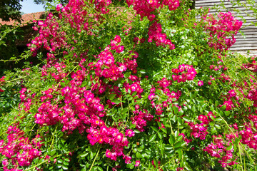 Beau buisson de rosier des Alpes.