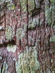 Permukaan Kulit Pohon Kelapa Dengan Lumut Dan Jamur Liar