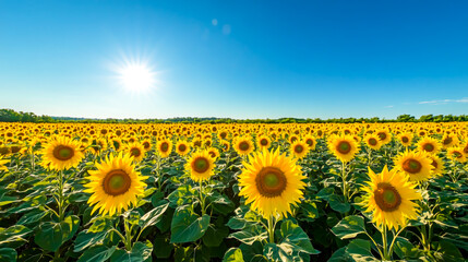 Fototapeta premium Panoramic View of a Vast Field of Beautiful Sunflowers in Full Bloom Under a Clear Blue Sky