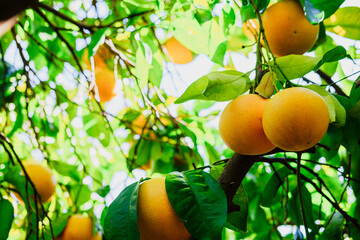 grapefruit branches, bright green leaves, a lot of ripe fruits on the tree, sunny citrus garden