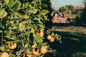 branches of orange trees with green leaves and ripe juicy citrus fruits