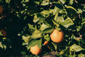 branches of orange trees with green leaves and ripe juicy citrus fruits