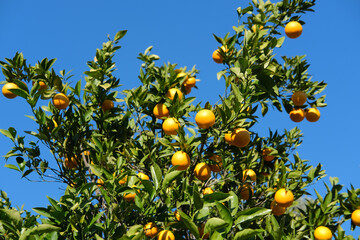garden with orange trees, organic mediyterranean farm concept, sunny natural background