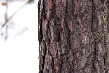Close-up of a pine tree trunk in a forest in winter. Pine tree during the day, close-up of the bark. Tree for a natural background. Details. Focus on the pine tree trunk with a blurred background