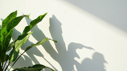 Green plant leaves with long stems and shadows on a white wall illuminated by sunlight creating a natural composition