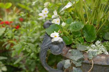 wax leaf begonias in an old cast iron urn