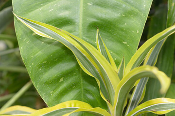 close-up of a dracaena plant on a green leaf