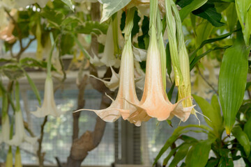 brugmansia angel trumpet plant in bloom