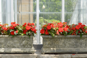 decorative stone box planters with red impatiens photographed by a window at the conservatory