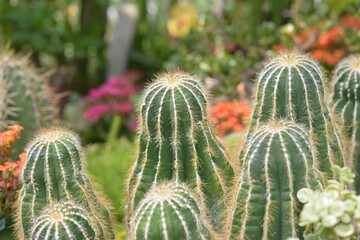 cactus with ribs and spines