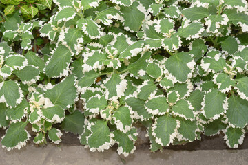 close-up of plectranthus, spurflower at the conservatory