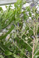tropical arid plants and spike with purple blossoms