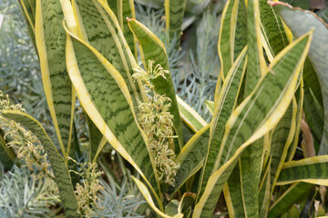 close-up of a dracaena or snake plant in bloom
