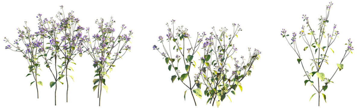 Set of Ageratum conyzoides (billygoat-weed, chick weed, goatweed, whiteweed, mentrasto) isolated png on a transparent background perfectly cutout high resolution
