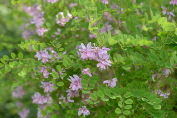 close-up of Indigofera kirilowii, a low-growing, deciduous shrub with pink blossoms