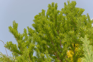 branches of an evergreen tree