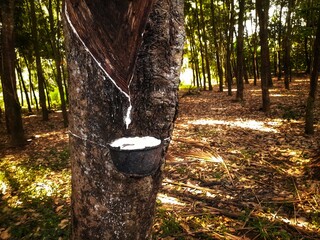 Getah Karet Sedang Disadap