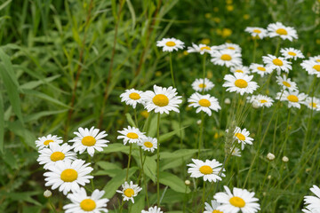 Fototapeta premium blooming wildflowers (white daisy or fleabane)