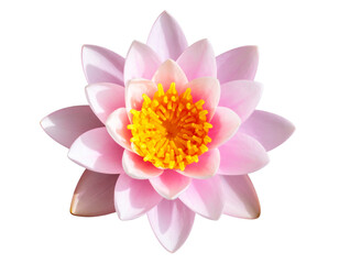 Obraz premium Top View of a Pink Water Lily in Full Bloom, isolated on transparent background PNG